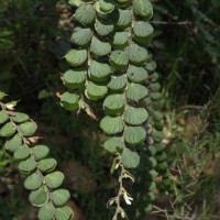 Phyllodium pulchellum (L.) Desv.